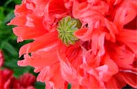 Blume